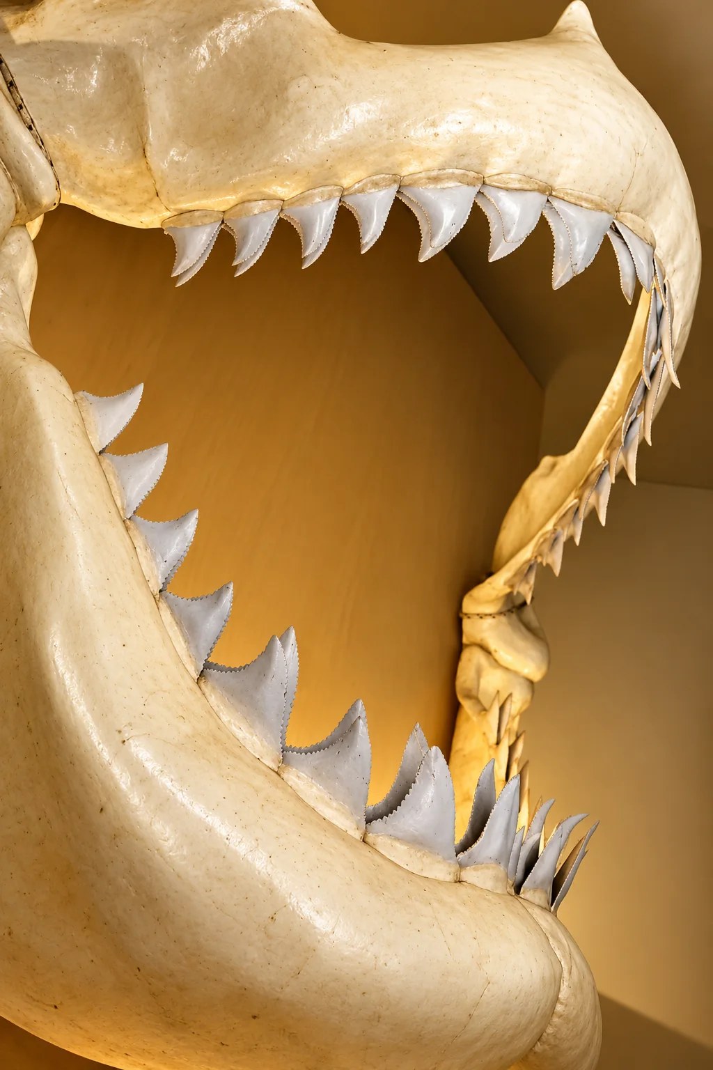 Mascella di Megalodonte in esposizione