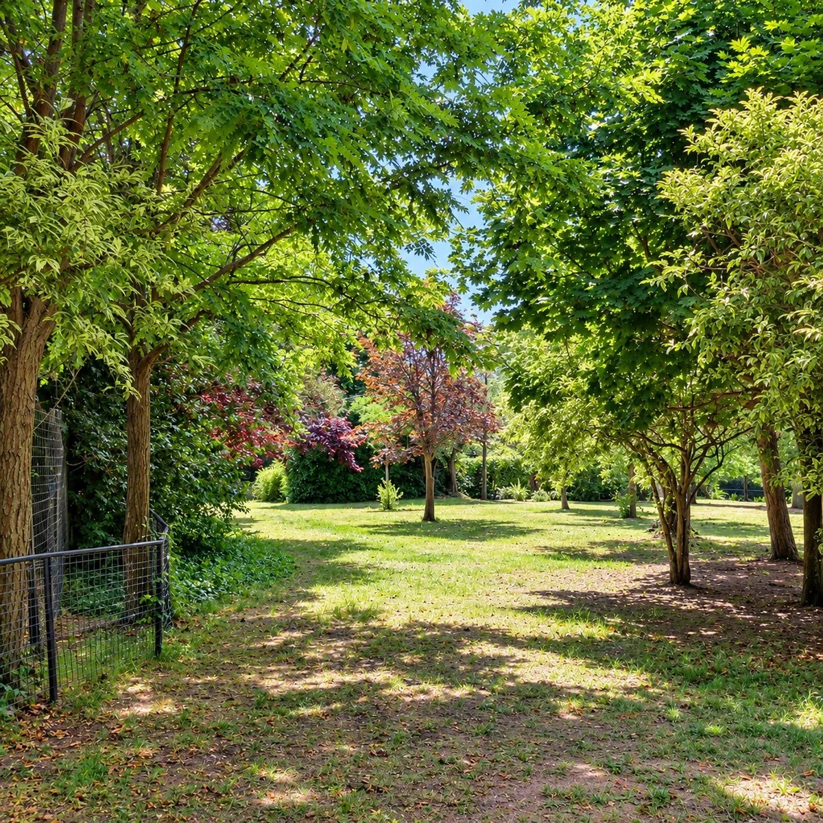 Radura alberata del Parco La Rupe